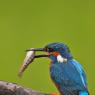 Martin Pescatore - European Kingfisher (Alcedo Atthis)