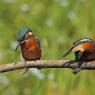 Martin Pescatore - European Kingfisher (Alcedo Atthis)