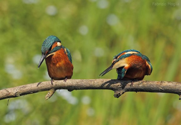 Martin Pescatore - European Kingfisher (Alcedo Atthis)