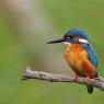 Martin Pescatore - European Kingfisher (Alcedo Atthis)