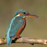 Martin Pescatore - European Kingfisher (Alcedo Atthis)