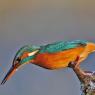 Martin Pescatore - European Kingfisher (Alcedo Atthis)