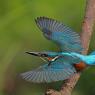 Martin Pescatore - European Kingfisher (Alcedo Atthis)