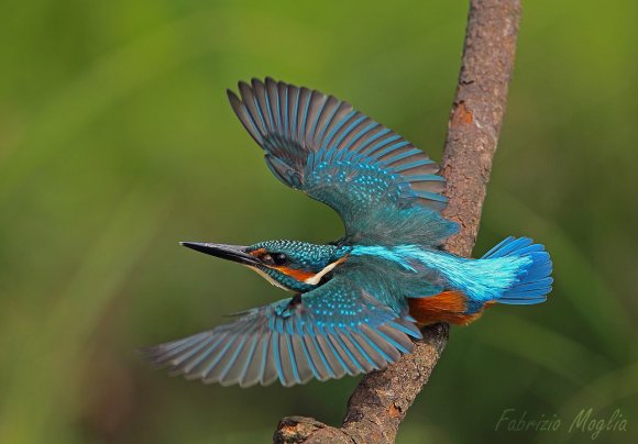 Martin Pescatore - European Kingfisher (Alcedo Atthis)