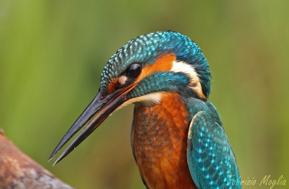 Martin Pescatore - European Kingfisher (Alcedo Atthis)