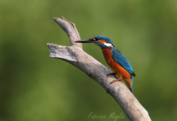 Martin Pescatore - European Kingfisher (Alcedo Atthis)