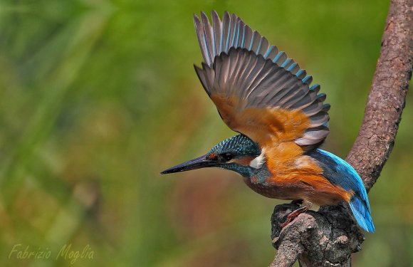 Martin Pescatore - European Kingfisher (Alcedo Atthis)