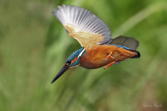 Martin Pescatore - European Kingfisher (Alcedo Atthis)