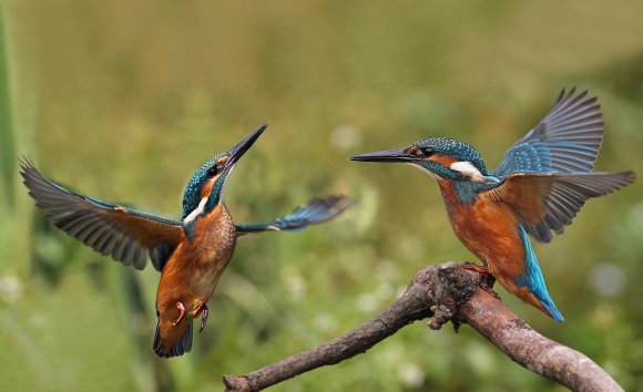 Martin Pescatore - European Kingfisher (Alcedo Atthis)