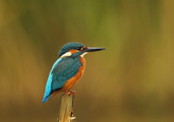 Martin Pescatore - European Kingfisher (Alcedo Atthis)