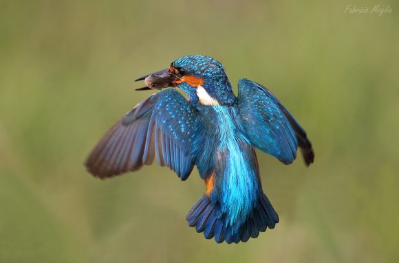 Martin Pescatore - European Kingfisher (Alcedo Atthis)