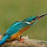 Martin Pescatore - European Kingfisher (Alcedo Atthis)