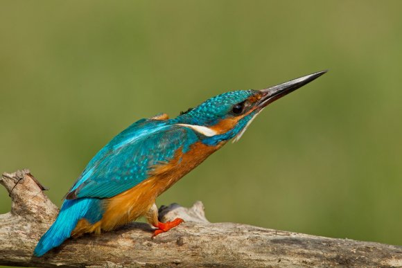 Martin Pescatore - European Kingfisher (Alcedo Atthis)