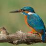 Martin Pescatore - European Kingfisher (Alcedo Atthis)