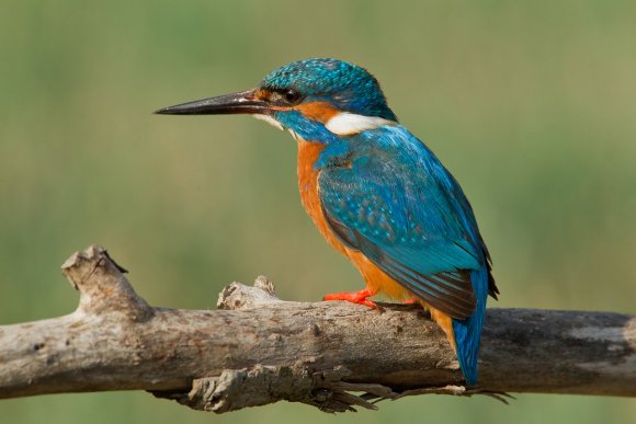 Martin Pescatore - European Kingfisher (Alcedo Atthis)