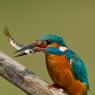 Martin Pescatore - European Kingfisher (Alcedo Atthis)