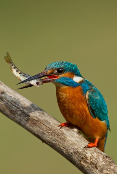 Martin Pescatore - European Kingfisher (Alcedo Atthis)