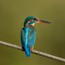 Martin Pescatore - European Kingfisher (Alcedo Atthis)