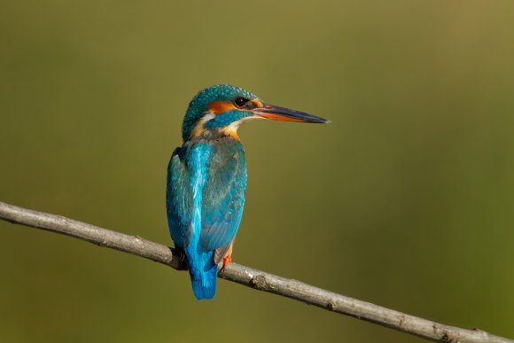 Martin Pescatore - European Kingfisher (Alcedo Atthis)