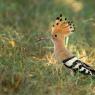 Upupa - Hoopoe (Upupa epops)