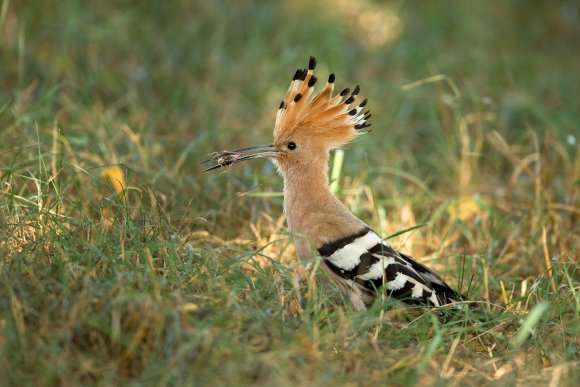 Upupa - Hoopoe (Upupa epops)