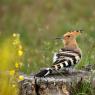 Upupa - Hoopoe (Upupa epops)