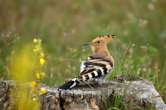 Upupa - Hoopoe (Upupa epops)