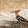 Upupa - Hoopoe (Upupa epops)