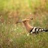 Upupa - Hoopoe (Upupa epops)