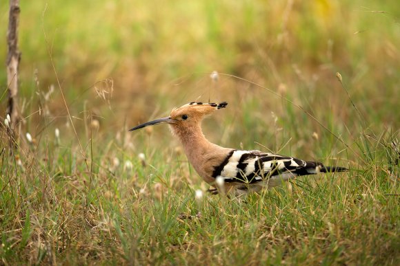 Upupa - Hoopoe (Upupa epops)