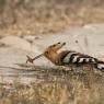 Upupa - Hoopoe (Upupa epops)