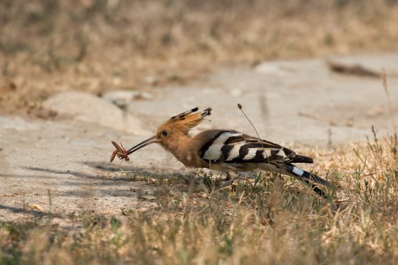 Upupa - Hoopoe (Upupa epops)