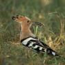 Upupa - Hoopoe (Upupa epops)