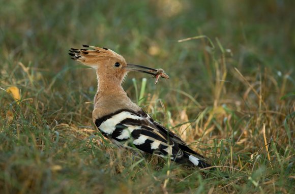 Upupa - Hoopoe (Upupa epops)