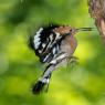 Upupa - Hoopoe (Upupa epops)