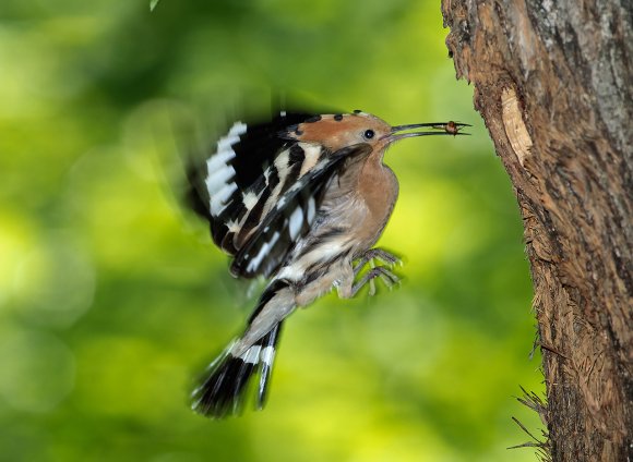 Upupa - Hoopoe (Upupa epops)