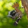 Upupa - Hoopoe (Upupa epops)