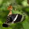 Upupa - Hoopoe (Upupa epops)