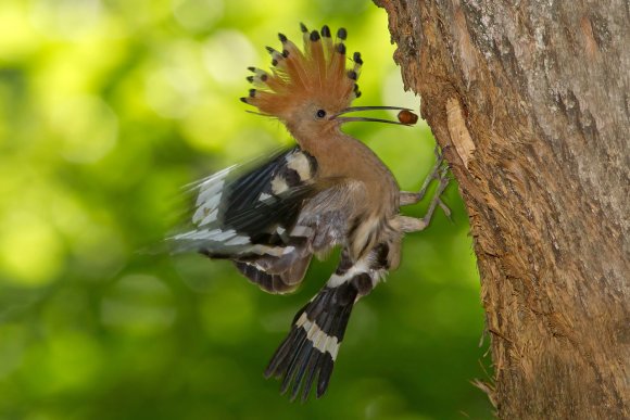 Upupa - Hoopoe (Upupa epops)