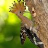 Upupa - Hoopoe (Upupa epops)