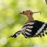 Upupa - Hoopoe (Upupa epops)