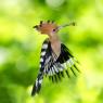 Upupa - Hoopoe (Upupa epops)