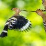 Upupa - Hoopoe (Upupa epops)