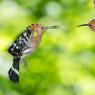 Upupa - Hoopoe (Upupa epops)