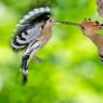 Upupa - Hoopoe (Upupa epops)