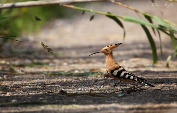 Upupa - Hoopoe (Upupa epops)