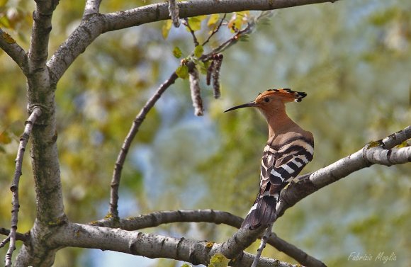 Upupa - Hoopoe (Upupa epops)