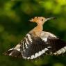 Upupa - Hoopoe (Upupa epops)