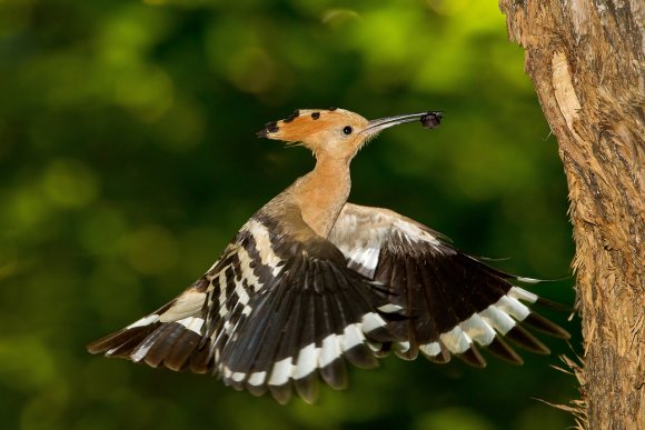 Upupa - Hoopoe (Upupa epops)