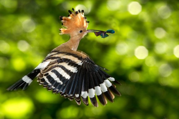 Upupa - Hoopoe (Upupa epops)